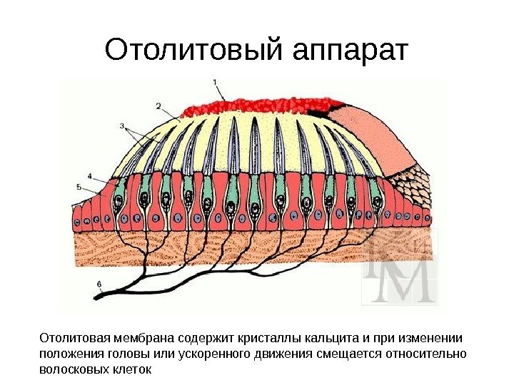 Презентация сенсорные системы человека