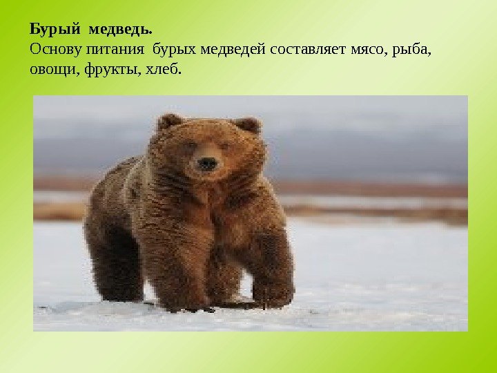 Бурый медведь. Основу питания бурых медведей составляет мясо, рыба,  овощи, фрукты, хлеб. 
