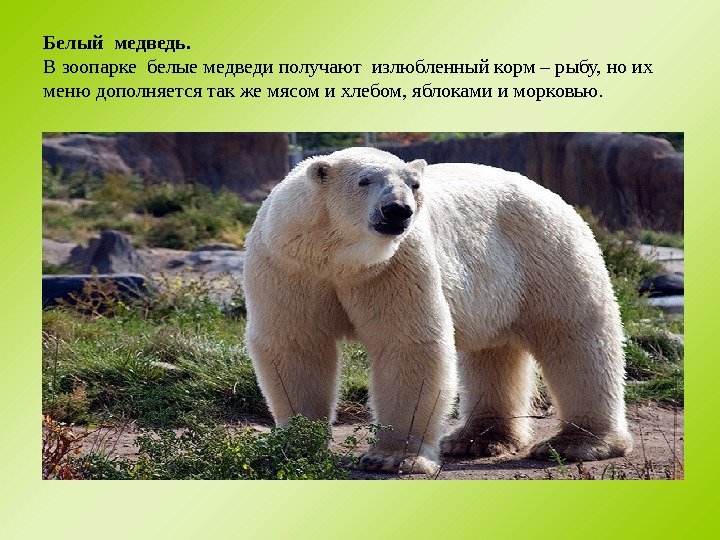 Белый медведь. В зоопарке белые медведи получают излюбленный корм – рыбу, но их меню дополняется так