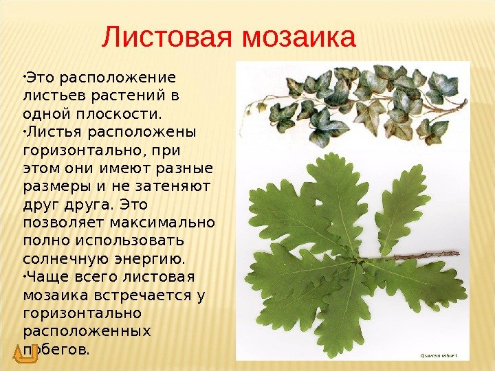 Листовая мозаика • Это расположение листьев растений в одной плоскости.  • Листья расположены горизонтально, при