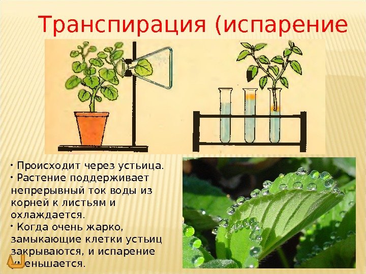 Транспирация (испарение воды) •  Происходит через устьица.  •  Растение поддерживает непрерывный ток воды