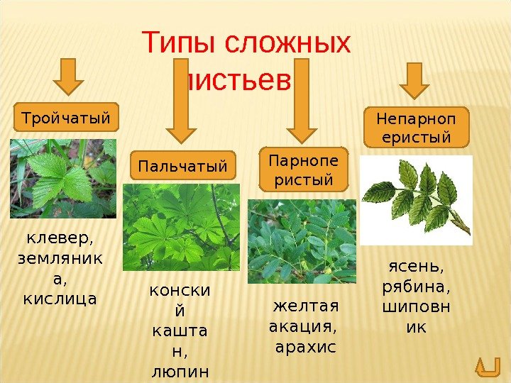 Типы сложных листьев Тройчатый Пальчатый Парнопе ристый Непарноп еристый клевер,  земляник а,  кислица конски
