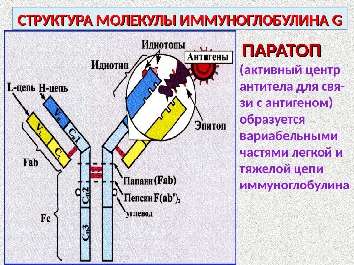 Схема строения иммуноглобулинов