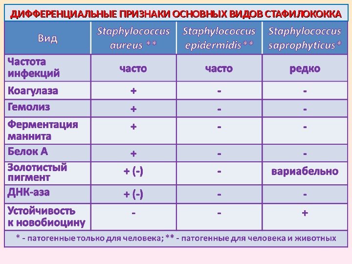 Дифференциация возбудителей. Дифференциальная диагностика стрептококков и стафилококков. Дифференциальные признаки стафилококков. Классификация стафилококков. Дифференциация стафилококков от стрептококков.