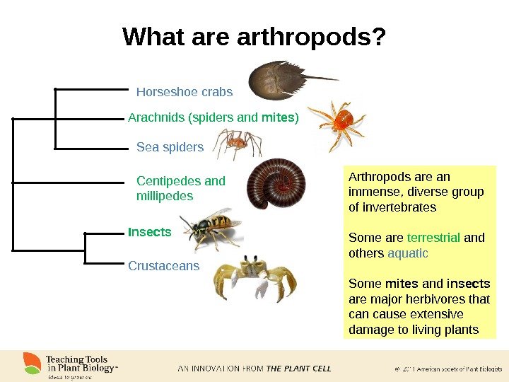 What are arthropods? Arthropods are an immense, diverse group of invertebrates Some are terrestrial and others