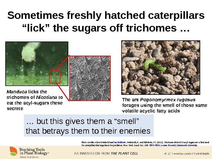 Sometimes freshly hatched caterpillars “lick” the sugars off trichomes … … but this gives them a