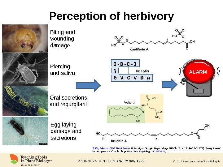 Perception of herbivory Biting and wounding damage Piercing and saliva Oral secretions and regurgitant Egg laying