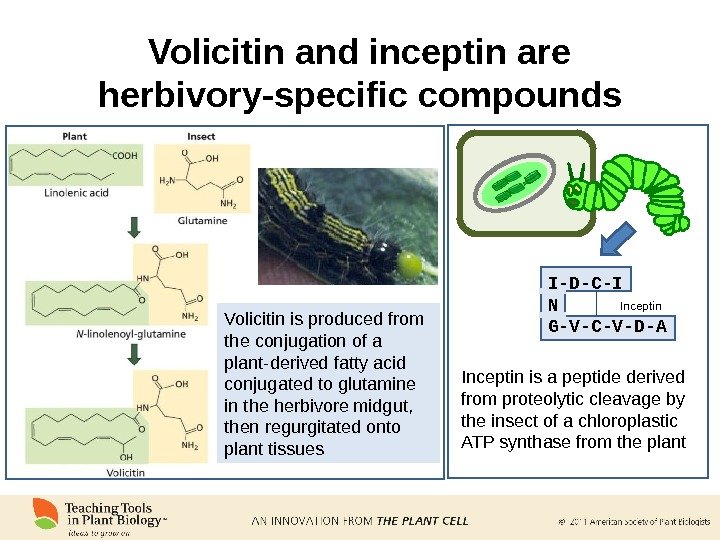 Volicitin and inceptin are herbivory-specific compounds Volicitin is produced from the conjugation of a plant-derived fatty