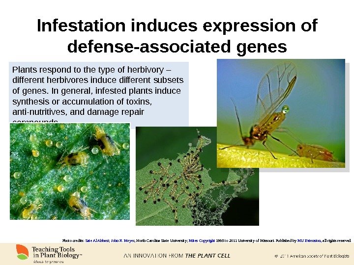 Infestation induces expression of defense-associated genes Plants respond to the type of herbivory – different herbivores