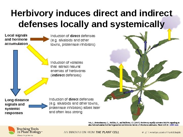 Herbivory induces direct and indirect defenses locally and systemically Local signals and hormone accumulation Long distance