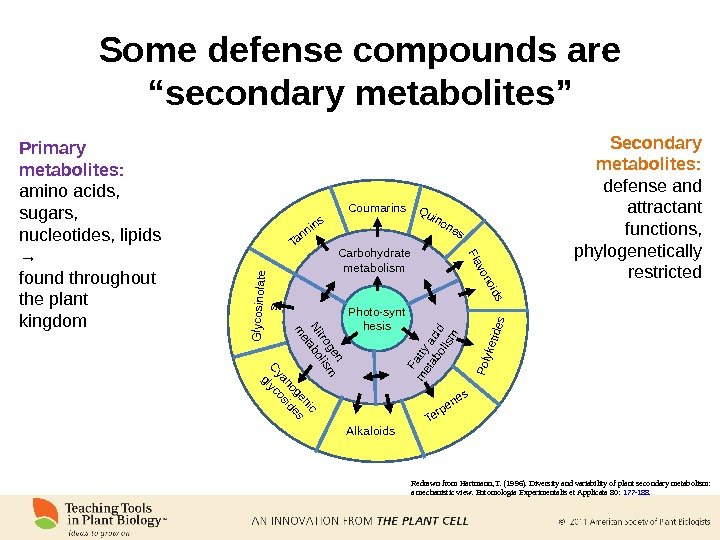 Some defense compounds are “secondary metabolites” Photo-synt hesis. Carbohydrate metabolism. Fatty acid metabolism Nitrogen metabolism Terpenes