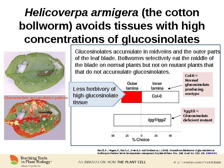 Glucosinolate accumulation pattern Helicoverpa armigera (the cotton bollworm) avoids tissues with high concentrations of glucosinolates Shroff,