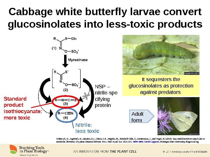Cabbage white butterfly larvae convert glucosinolates into less-toxic products It sequesters the glucosinolates as protection against