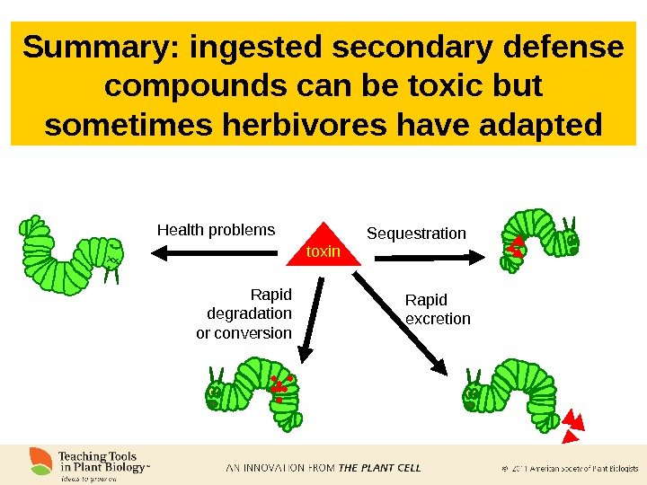 Summary: ingested secondary defense compounds can be toxic but sometimes herbivores have adapted toxin Rapid degradation