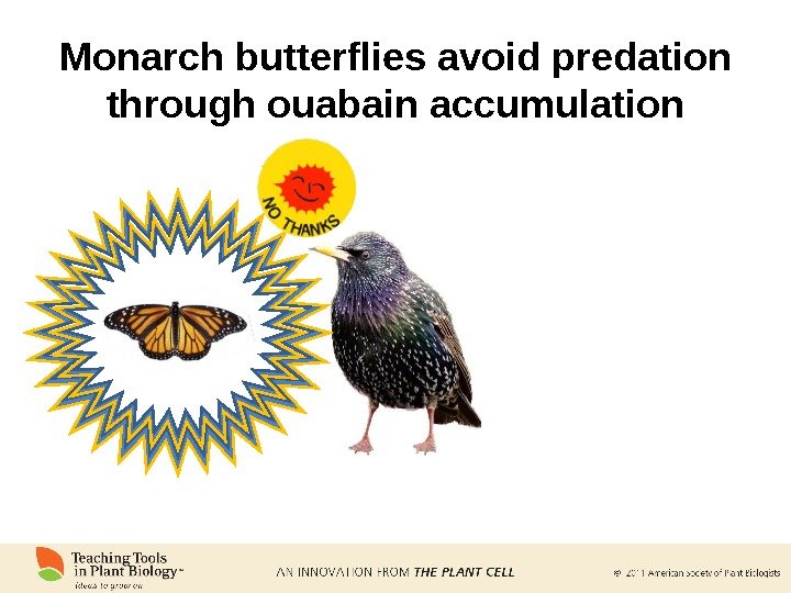 Monarch butterflies avoid predation through ouabain accumulation 