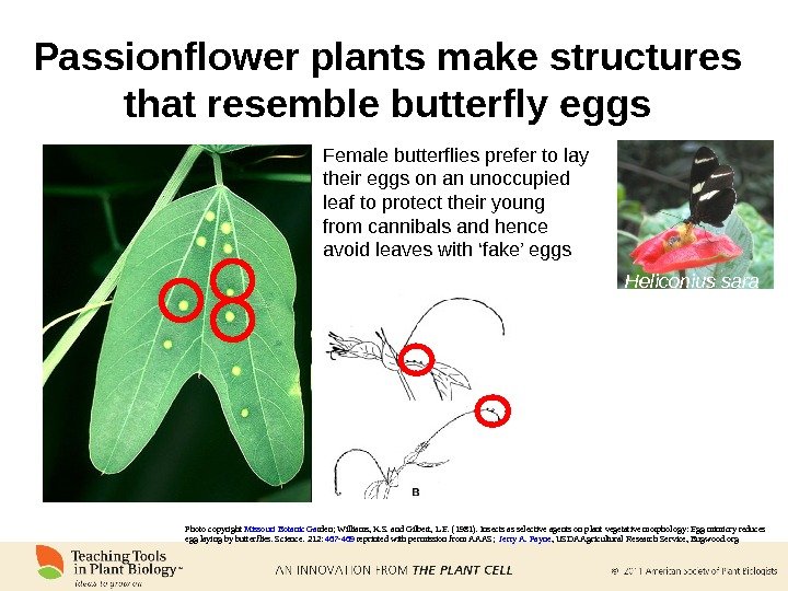 Passionflower plants make structures that resemble butterfly eggs Female butterflies prefer to lay their eggs on