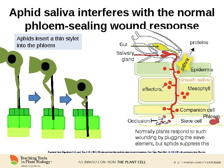 Aphid saliva interferes with the normal phloem-sealing wound response Aphids insert a thin stylet into the