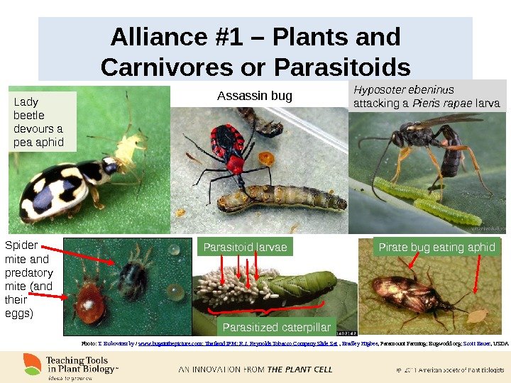 Alliance #1 – Plants and Carnivores or Parasitoids Spider mite and predatory mite (and their eggs)