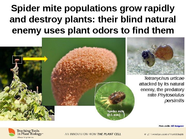 Spider mite populations grow rapidly and destroy plants: their blind natural enemy uses plant odors to
