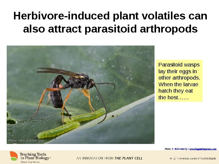 Herbivore-induced plant volatiles can also attract parasitoid arthropods Parasitoid wasps lay their eggs in other arthropods.