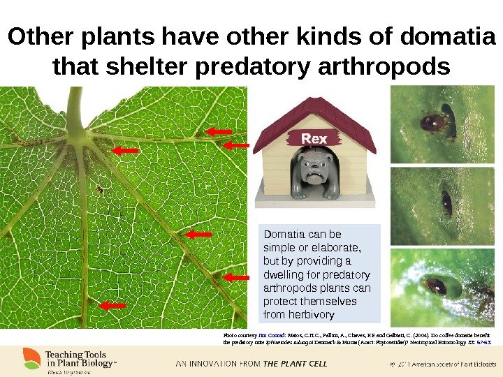 Other plants have other kinds of domatia that shelter predatory arthropods Photo courtesy Jim Conrad :