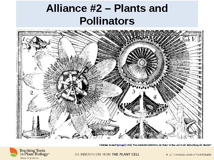 Alliance #2 – Plants and Pollinators Christian Konrad Sprengel (1793) “ Das entdeckte Geheimnis der Natur