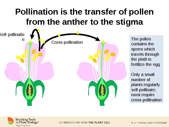 Pollination is the transfer of pollen from the anther to the stigma Cross-pollination Self-pollinatio n The