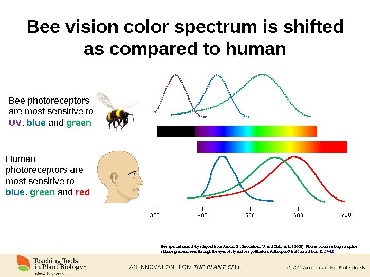 Bee vision color spectrum is shifted as compared to human Bee photoreceptors are most sensitive to