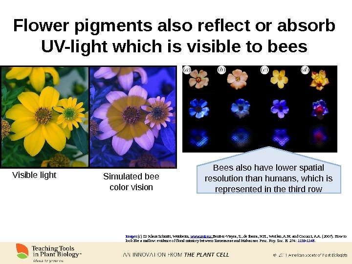 Flower pigments also reflect or absorb UV-light which is visible to bees Visible light Simulated bee