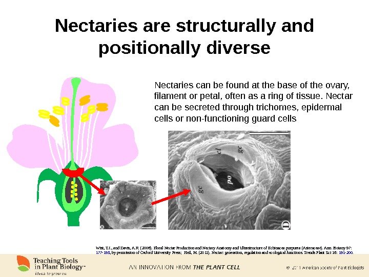 Nectaries are structurally and positionally diverse Wist, T. J. , and Davis, A. R. (2006). Floral