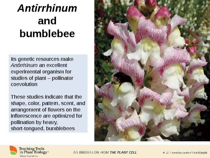 Antirrhinum  and bumblebee Its genetic resources make Antirrhinum an excellent experimental organism for studies of