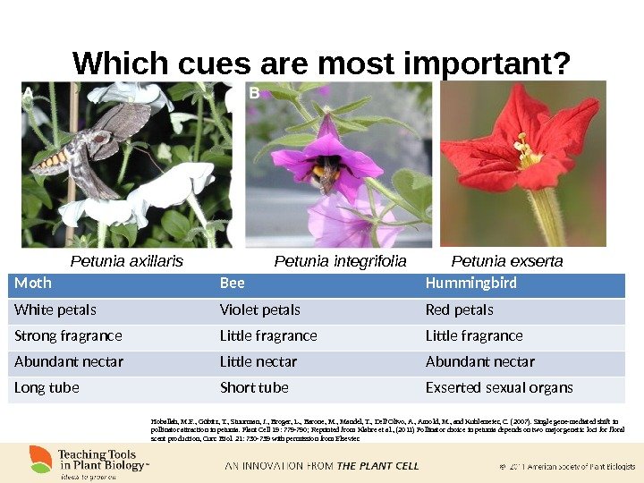Which cues are most important? Petunia axillaris Petunia integrifolia Petunia exserta Moth Bee Hummingbird White petals