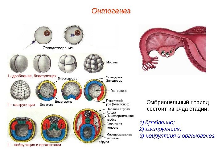 Моторный онтогенез обучение