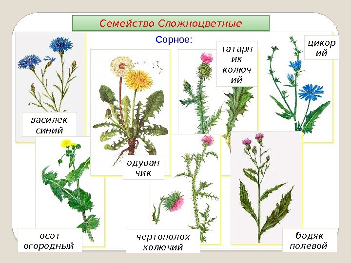 Семейства растений картинки