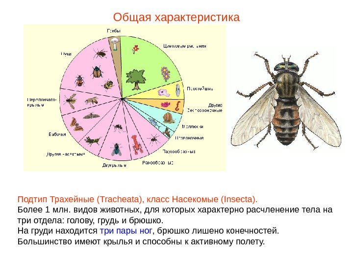 Общая характеристика Подтип Трахейные (Tracheata), класс Насекомые (Insecta). Более 1 млн. видов животных, для которых характерно