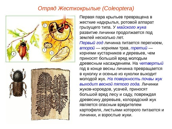 Отряд Жесткокрылые (Coleoptera) Первая пара крыльев превращена в жесткие надкрылья, ротовой аппарат грызущего типа. У майского