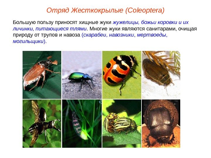 Отряд Жесткокрылые (Coleoptera) Большую пользу приносят хищные жуки жужелицы, божьи коровки и их личинки, питающиеся тлями.