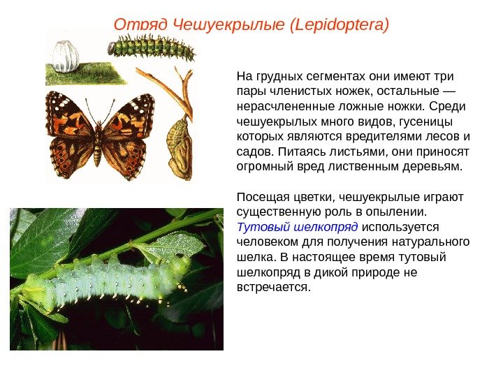 Отряд  Чешуекрылые (Lepidoptera) На грудных сегментах они имеют три пары членистых ножек, остальные — нерасчлененные