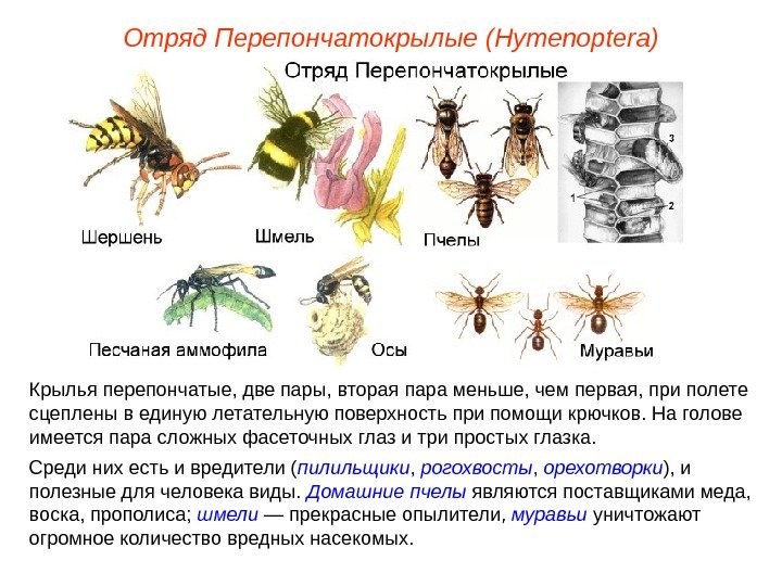 Отряд  Перепончатокрылые  (Hymenoptera) Крылья перепончатые, две пары, вторая пара меньше, чем первая, при полете