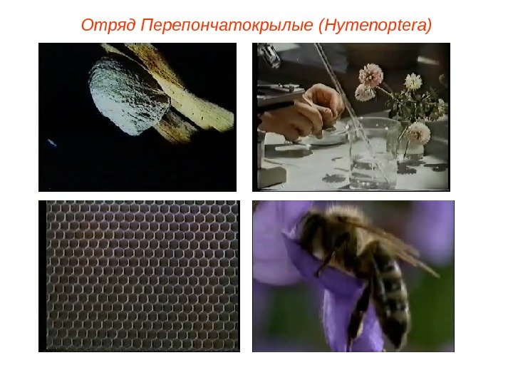 Отряд  Перепончатокрылые  (Hymenoptera) 