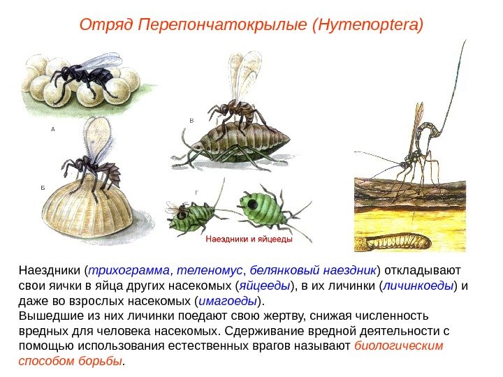 Отряд  Перепончатокрылые  (Hymenoptera) Наездники ( трихограмма ,  теленомус ,  белянковый наездник )