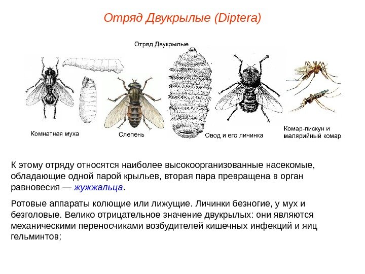 Отряд  Двукрылые  (Diptera) К этому отряду относятся наиболее высокоорганизованные насекомые,  обладающие одной парой