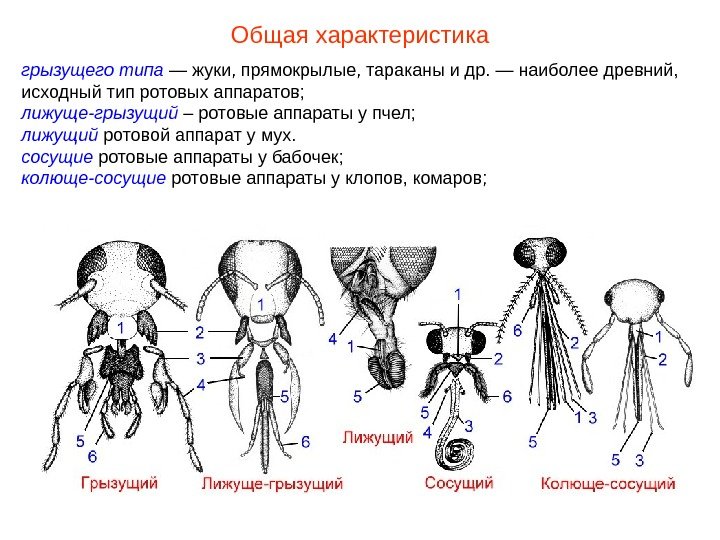 Общая характеристика грызущего типа — жуки, прямокрылые, тараканы и др. — наиболее древний,  исходный тип