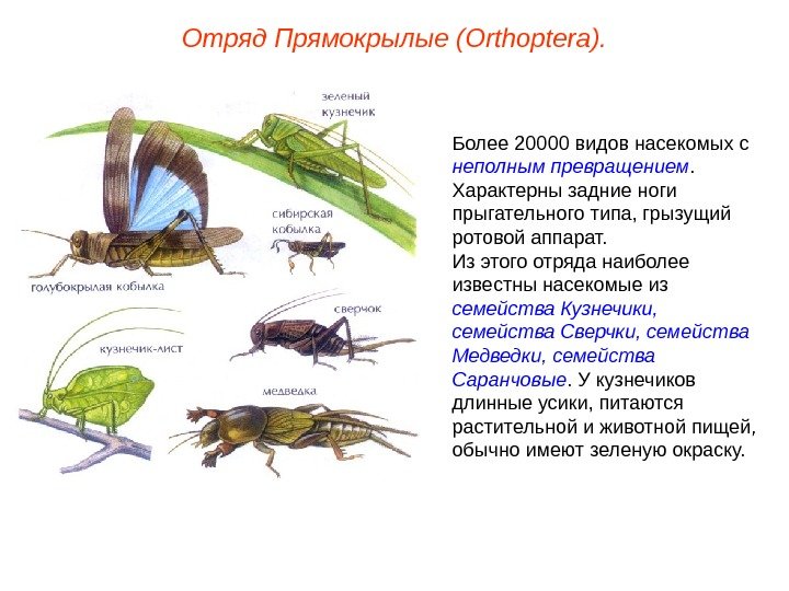 Отряд Прямокрылые (Orthoptera). Более 20000 видов насекомых с неполным превращением.  Характерны задние ноги прыгательного типа,