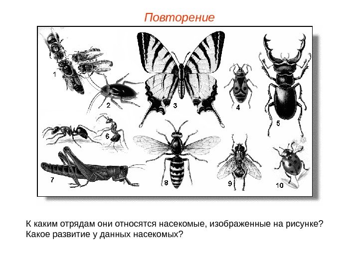 Повторение К каким отрядам они относятся насекомые, изображенные на рисунке? Какое развитие у данных насекомых? 
