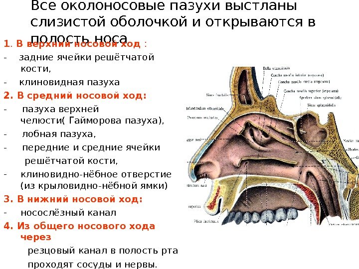 Схема носовых пазух