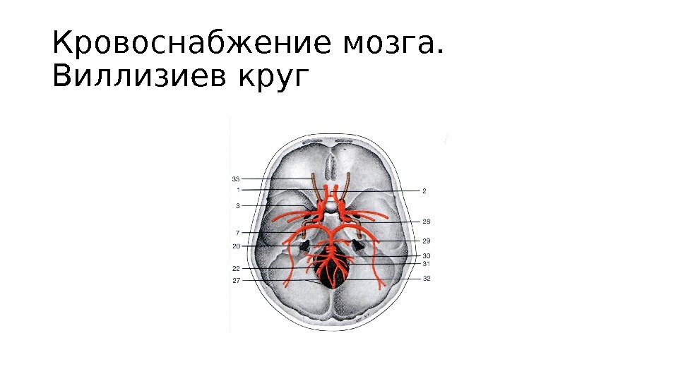 Схема кровеносной системы крысы