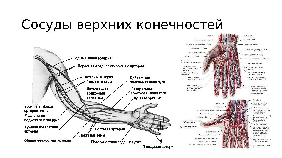 Кровоснабжение верхней конечности схема