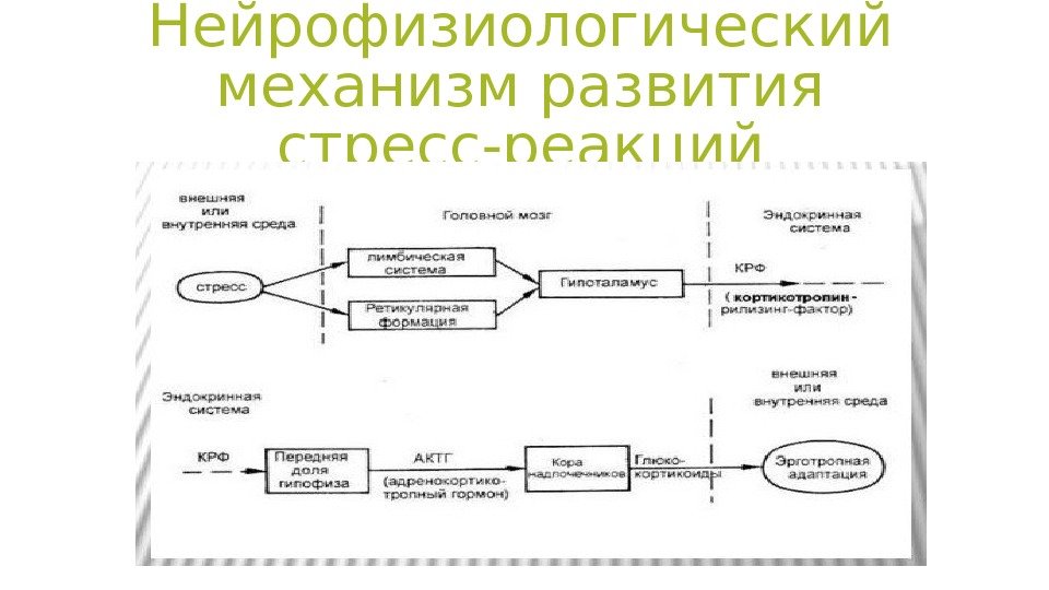 Нейрофизиологические механизмы речи схема