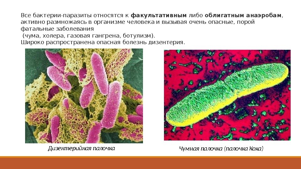Три организма относящимся к бактериям